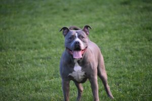Are Pitbull Terriers as Bad as People Make Them Out to Be?