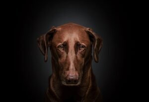 10 Weird Reasons Your Dog Stares at You (Some Are Creepy!)