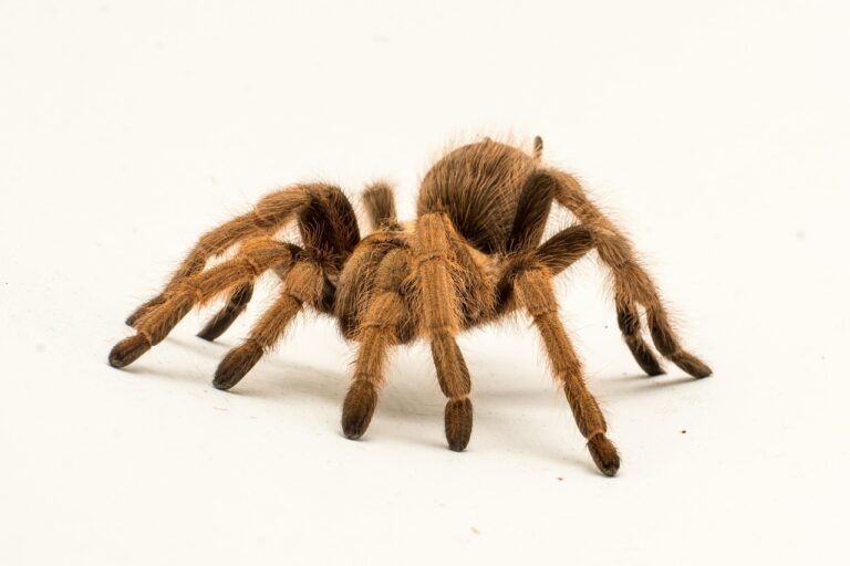 How to Care for a Pet Tarantula