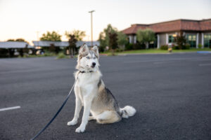 Times Dogs Have Reacted To Something We Can’t See