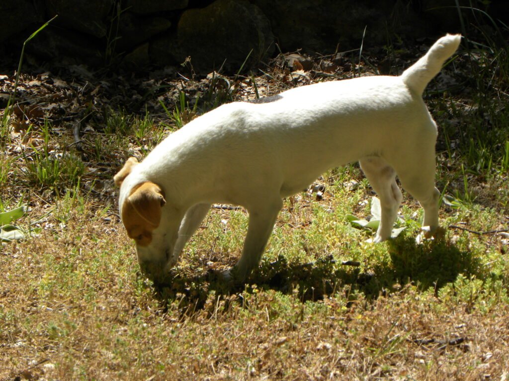 Dogs Have an Incredible Sense of Smell
