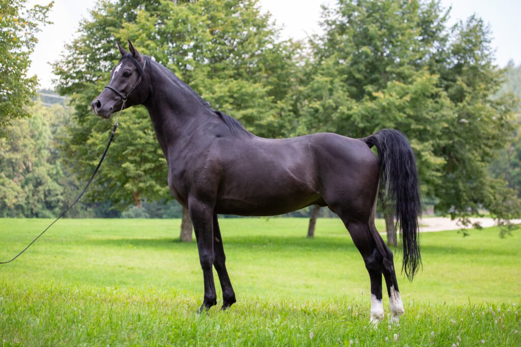 1. Arabian Horse: The Epitome of Grace