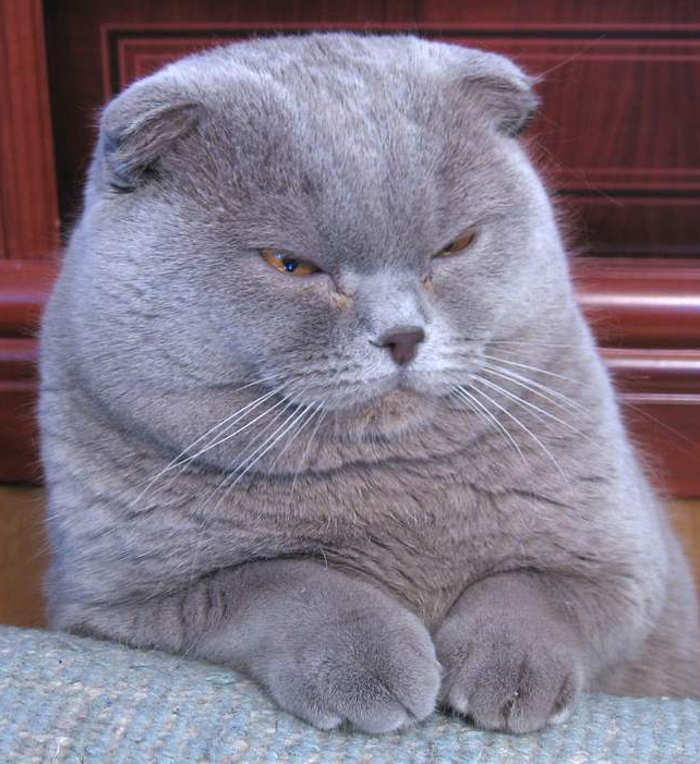 Scottish Fold: The Sweet-Natured Companion