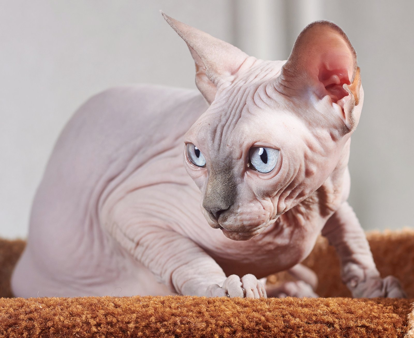 Sphynx: The Attention-Seeker