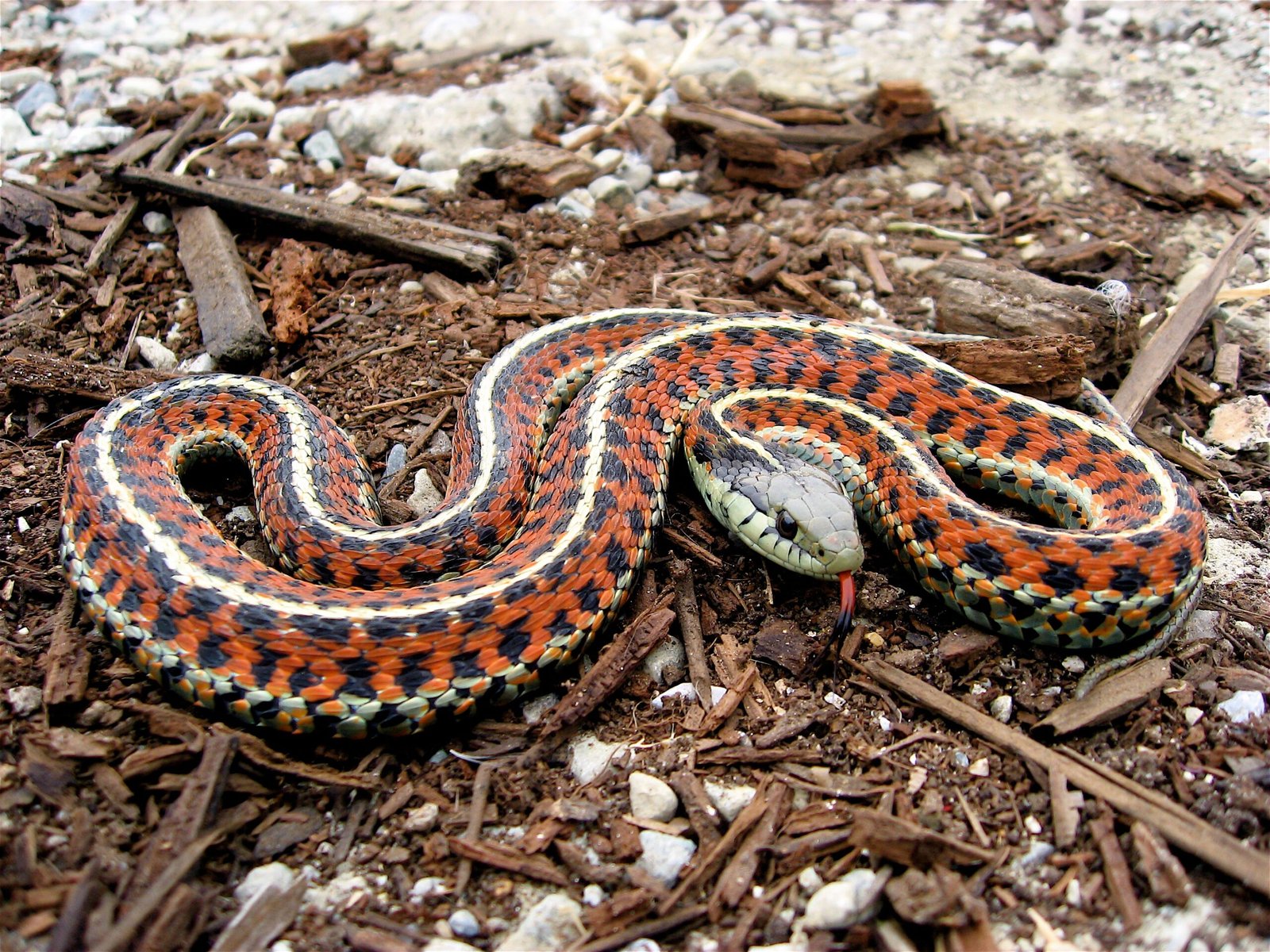 10. Garter Snake: The Striped Wonder