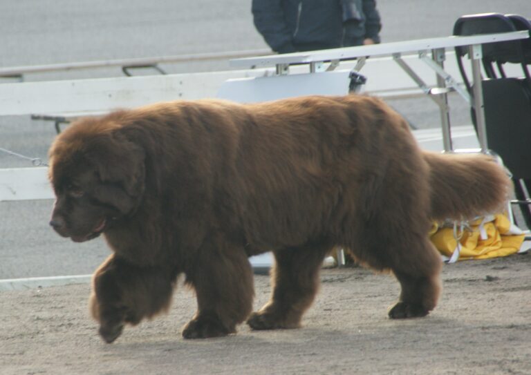 8 Large Dogs Who are Gentle Giants and 5 Who are Fierce When You Need Them to Be