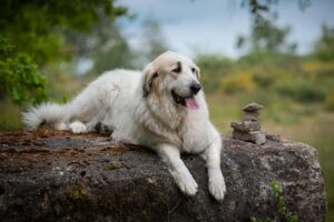 Great Pyrenees: The Majestic Guardian