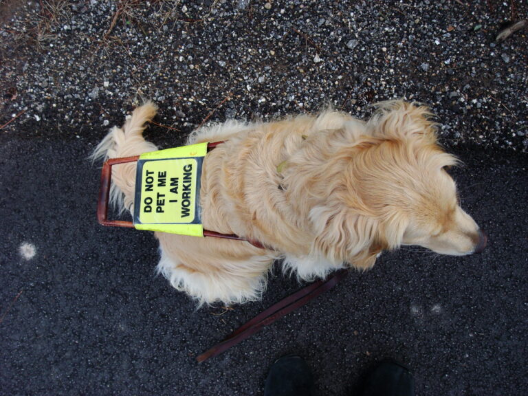 Service Dogs vs. Emotional Support Animals: Should There Be a Legal Distinction?