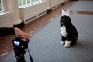 10 Myths About Dog Ownership That Science Has Completely Debunked