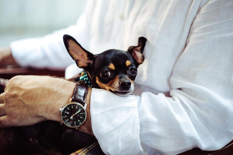 Your Wardrobe Includes Dog-Themed Apparel