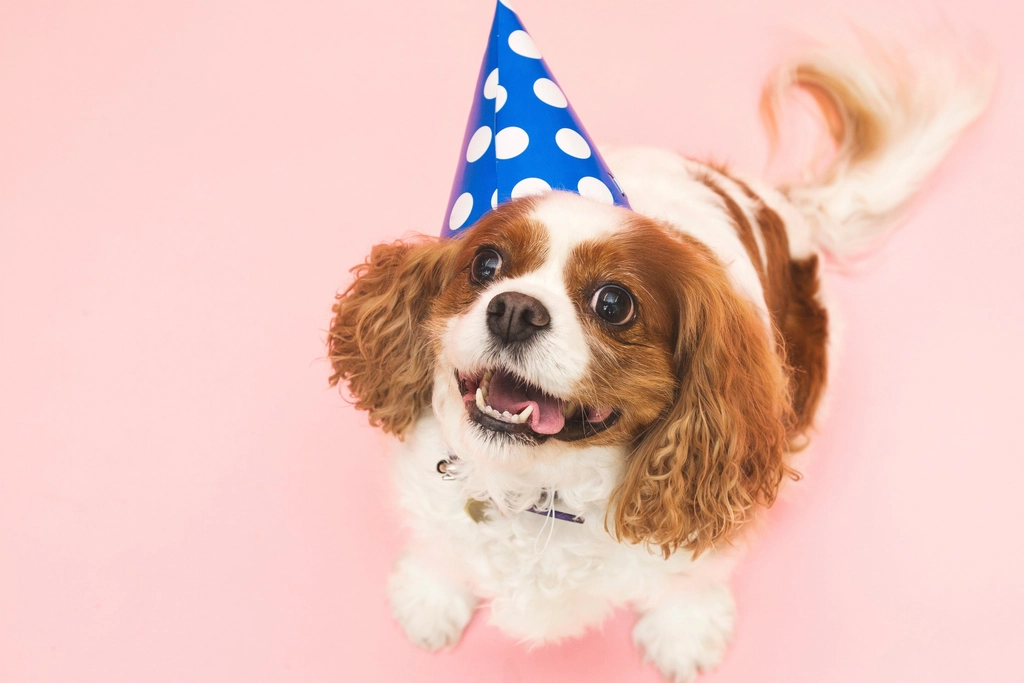 You Celebrate Your Dog's Milestones