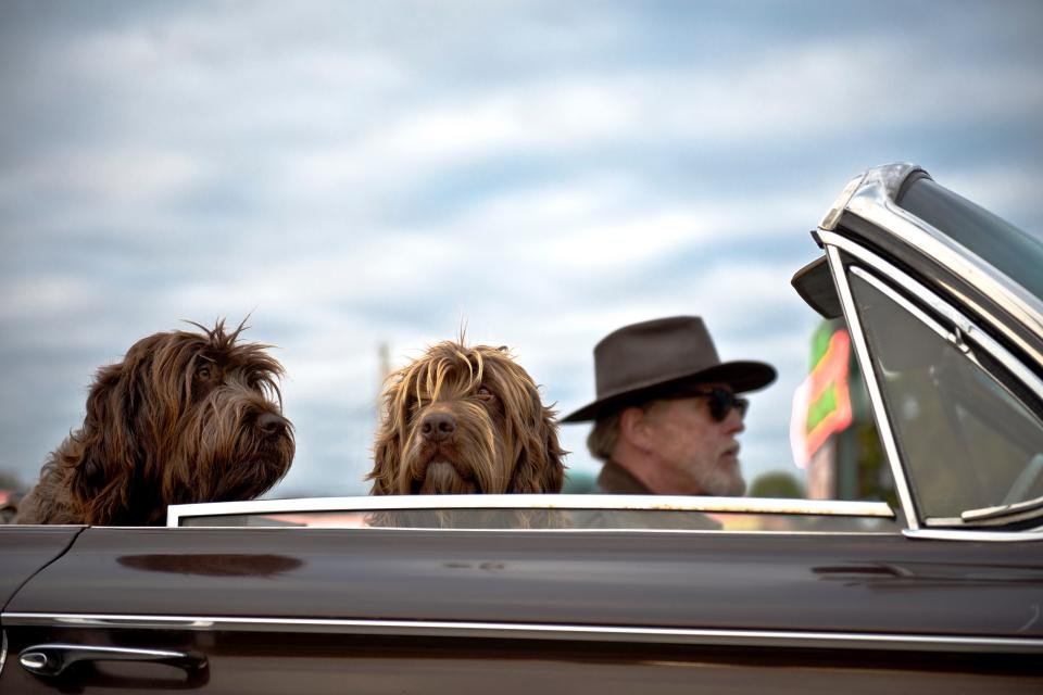 10 Signs You’re Officially ‘That Dog Person’ (And Loving It)