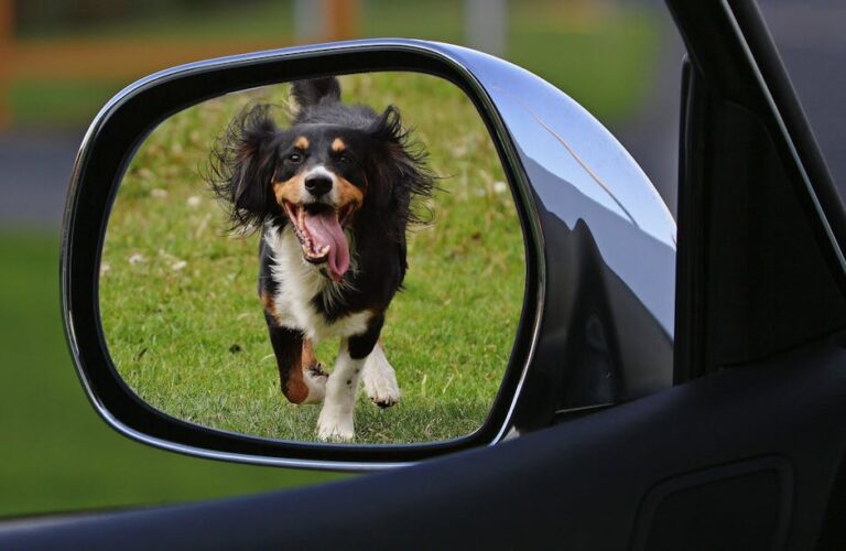 8 Hilarious Dog Habits That Make Zero Sense (But We Love Them Anyway)