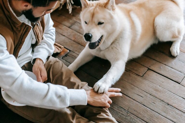 Why Practicing Your Dog’s Training Skills At Home Is Very Important