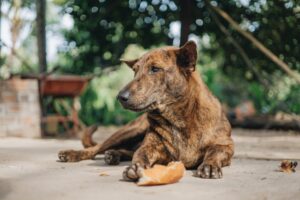 Why You Should Never Give Your Dog Burgers and Fries