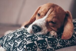 10 Funniest Dog Sleeping Positions & What They Reveal