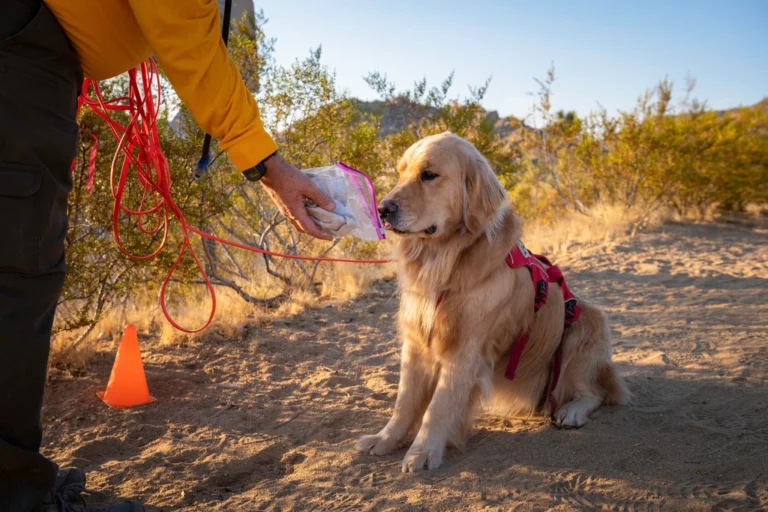 12 Unusual Jobs That Only Dogs Can Do