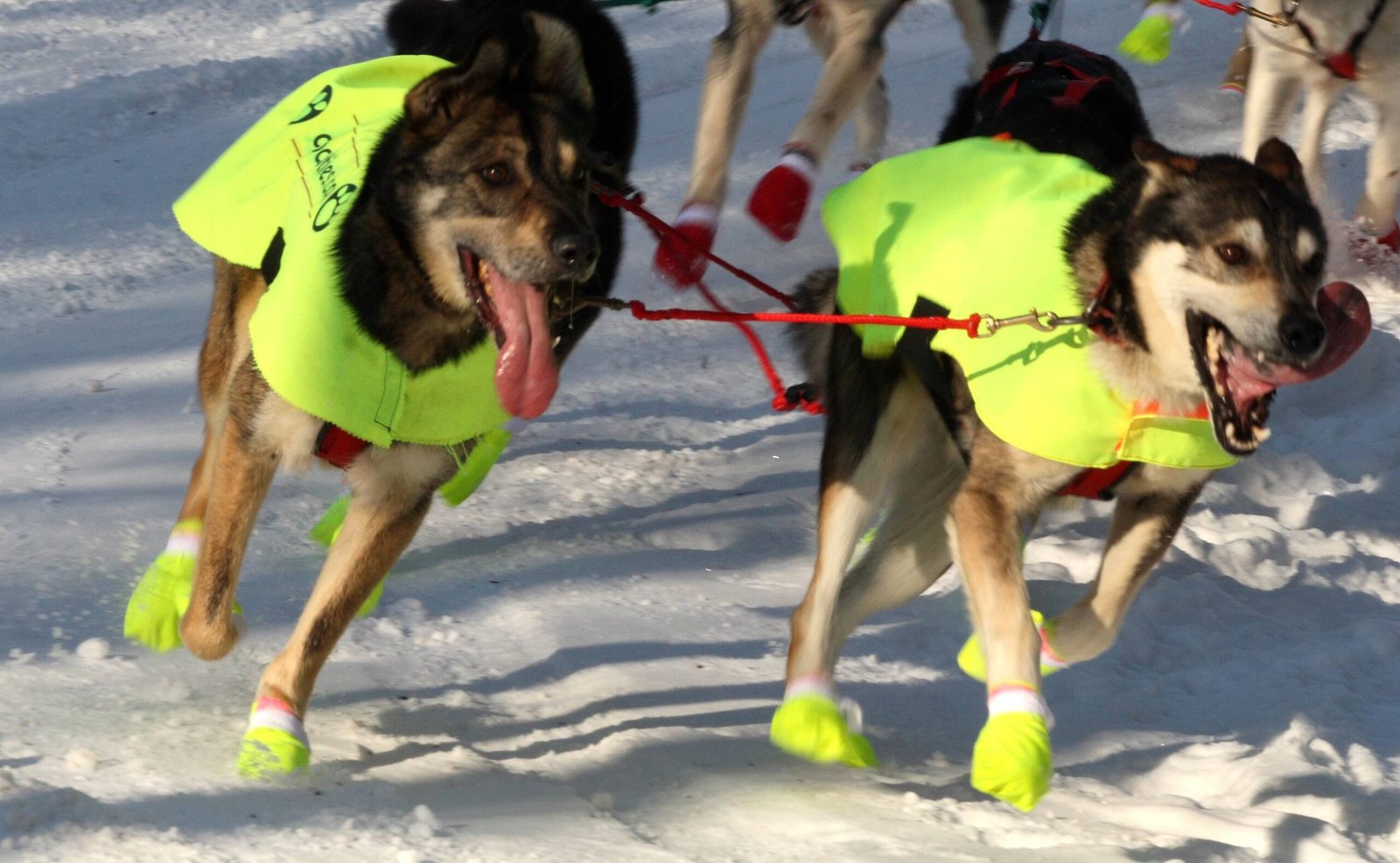 The Future of Dog Fashion