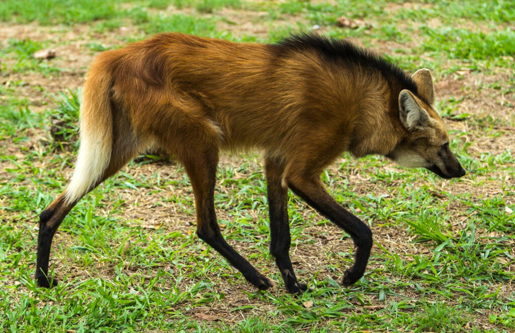 Maned Wolf: The Lone Stalker
