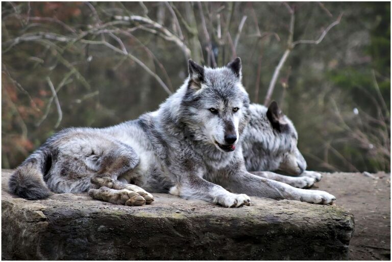 10 Deadliest Wild Canine Species in the World