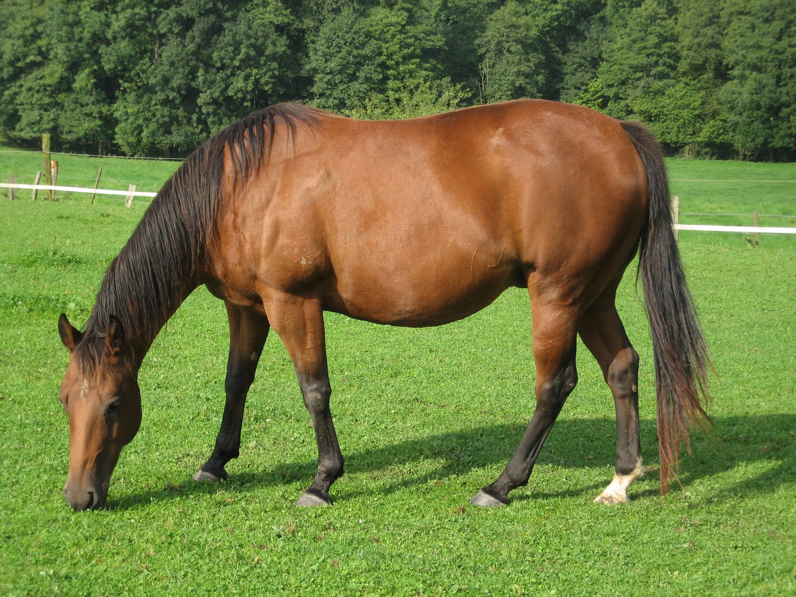 Quarter Horses: The All-Around Athletes