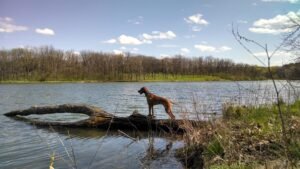 The Top 10 Family-Friendly Dog Breeds in Florida (That Can Handle the Heat!)