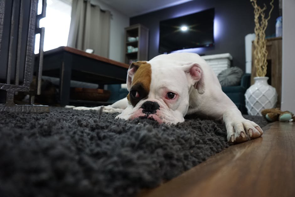 Bulldog: The Laid-Back Rain Enthusiast