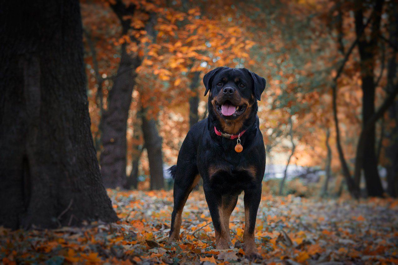 Rottweiler: The Loyal Guardian