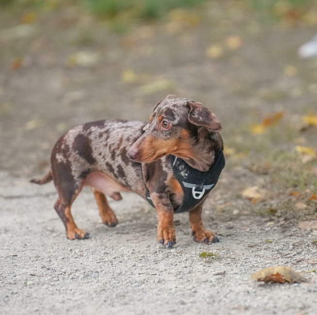 Dachshund: The Spirited Explorer