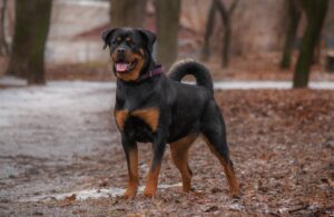 13 Overprotective Guard Dog Breeds That Take Their Job Seriously