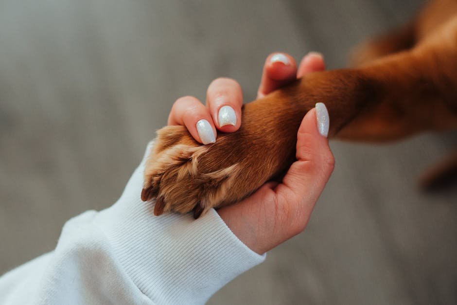 10 Heartbreaking Ways a Dog Says Goodbye Before Crossing the Rainbow Bridge