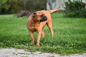 12 Most Aggressive Dog Breeds, But Why It's Not Their Fault