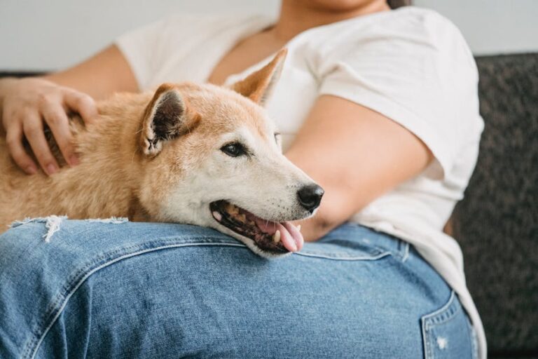 10 Things a Dog Secretly Does to Try and Cheer You Up