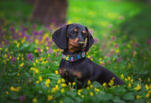 8 Small Dog Breeds that are Fearless