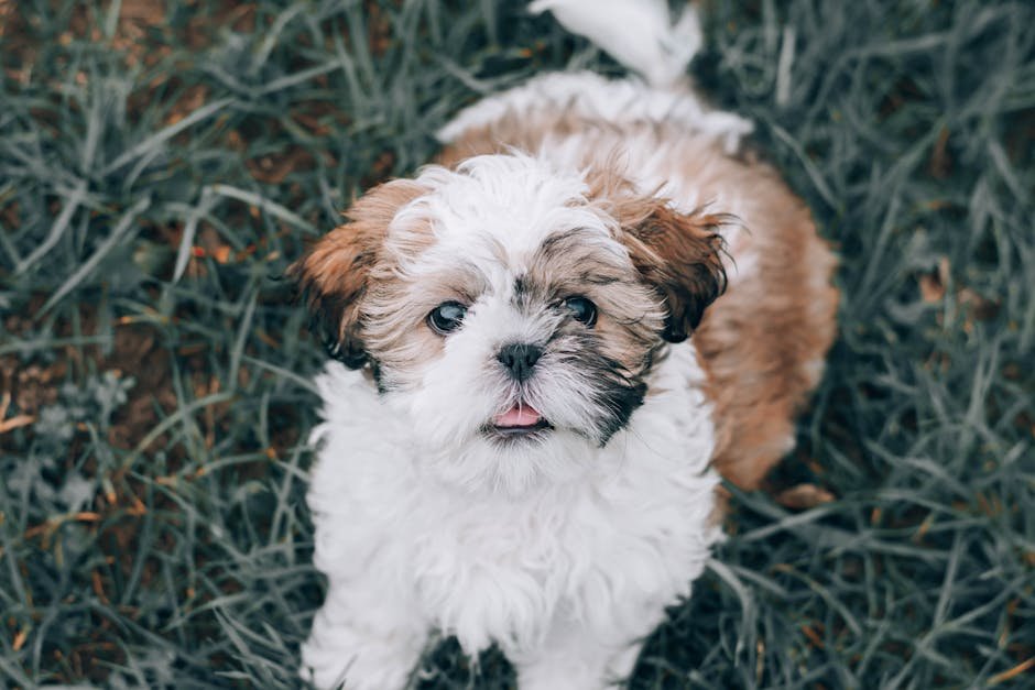 Shih Tzu: The Loyal Lap Dog