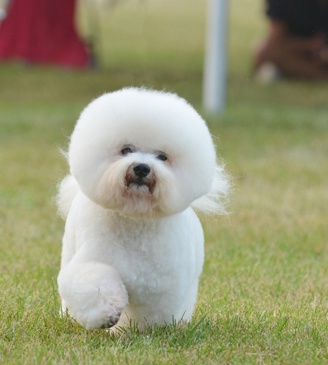 Bichon Frise: The Cheerful Charmer