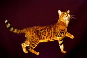 The 10 Most Mischievous Cat Breeds That Will Steal Your Heart