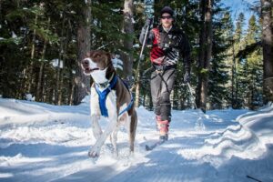 9 Clever Ways to Challenge Your Dog’s Mind