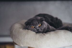 12 Laid Back Cat Breeds Who Rarely Stress Out