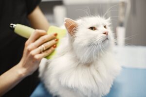 8 Cat Breeds with the Most Beautiful Coats and 5 with the Most Beautiful Eyes