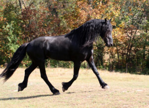 10 Facts About The Elegant Friesian, the Prince of Horses