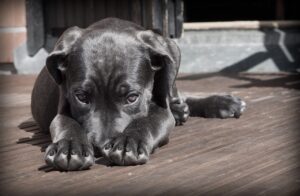 10 Signs of Dog Body Language and What They Mean