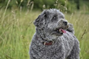 8 Ways Coconut Oil Can Help Your Dogs