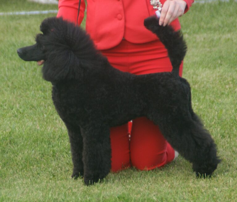 Poodle: The Low-Shedding Favorite