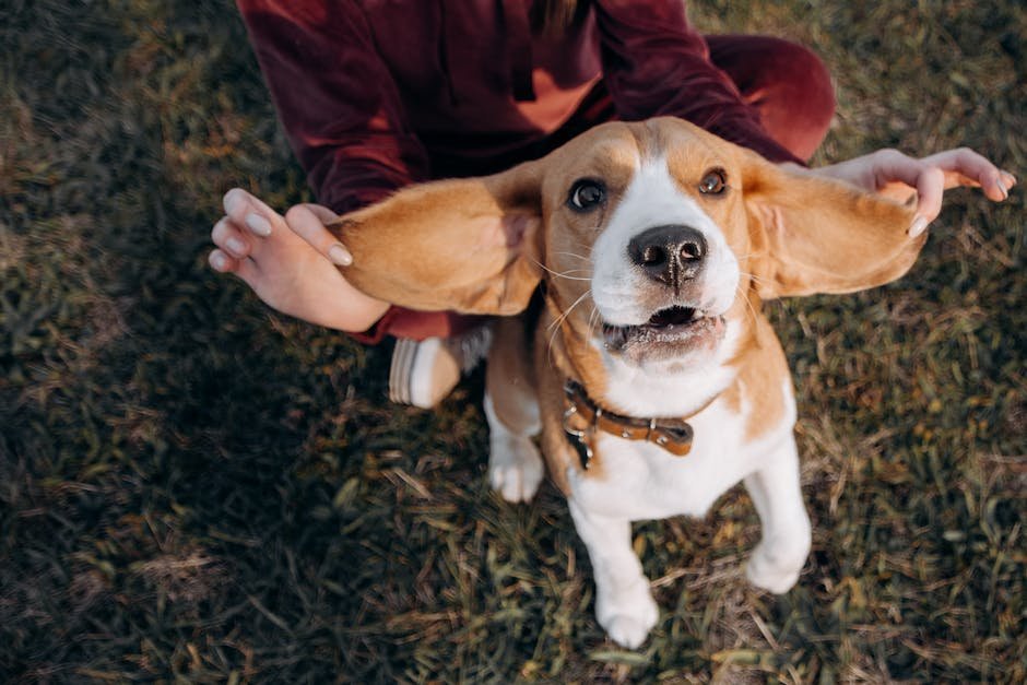 Beagle: The Curious Explorer
