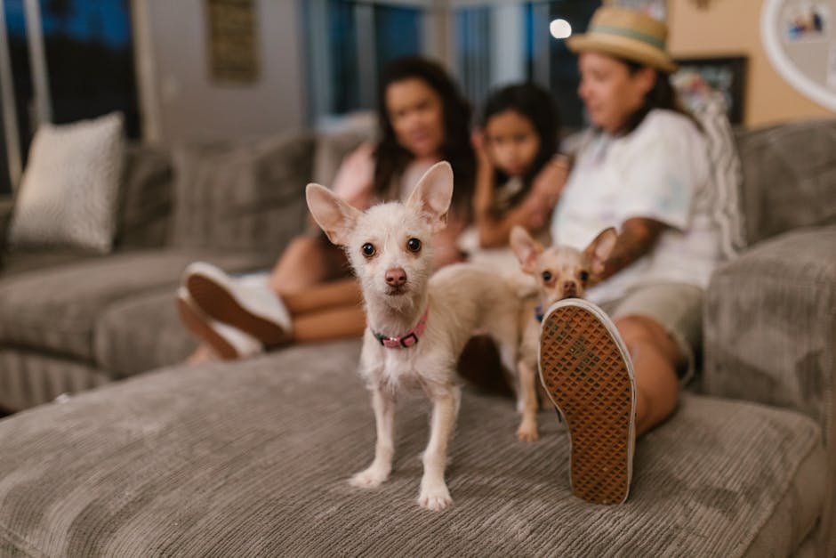 Chihuahua: The Tiny Watchdog