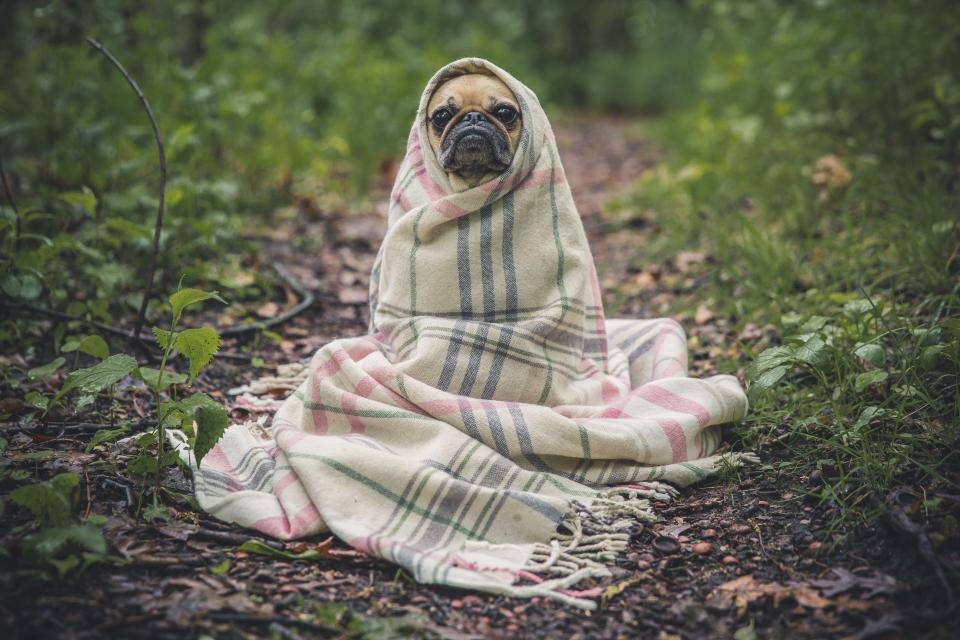 Pug: The Comedic Companion