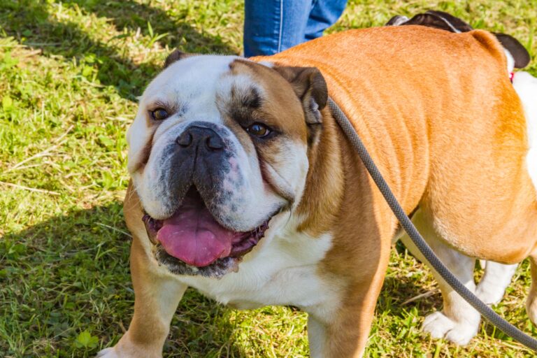How to Deal with Excessive Tearing and Eye Drainage in Dogs