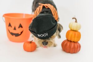 6 Tips on How to Get Rid of Dog Urine Smell off Your Carpet