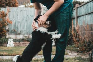 10 Signs Your Dog Has Imprinted on You